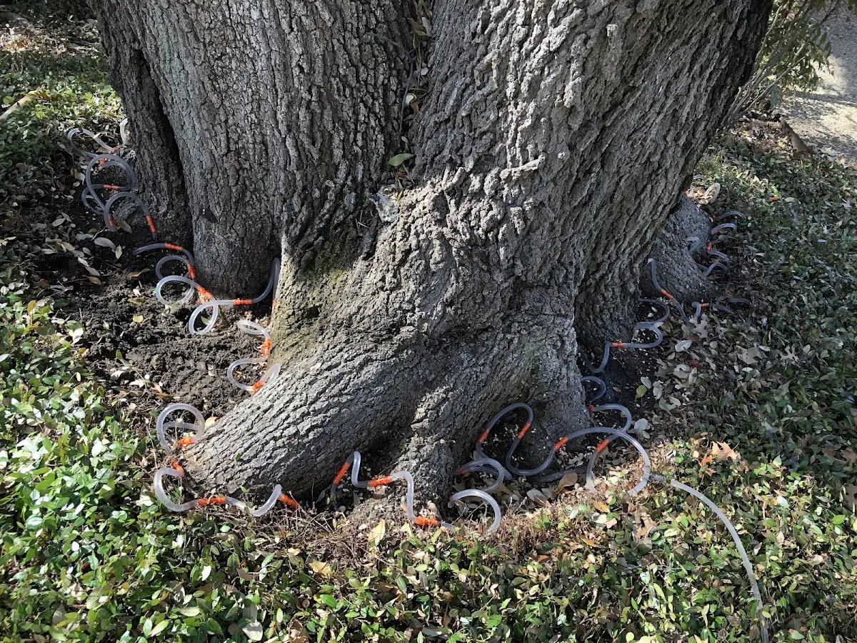 Detailed Tree Cabling and Bracing job site in Modoc